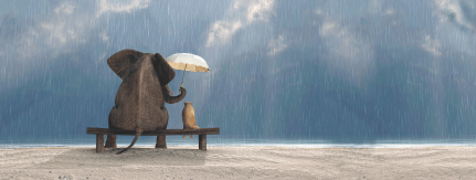 CFA-support-background-elephant-umbrella